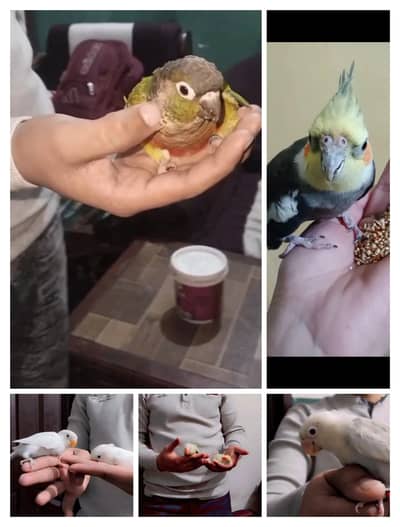 hand tame parrot exchange possible sirf parrot ka sath