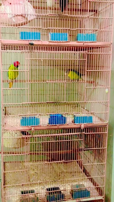 Indian tori parrots