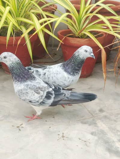 silver pigeon