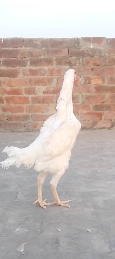 shamo egg da kar kurak murgi lane ha  urgent sale