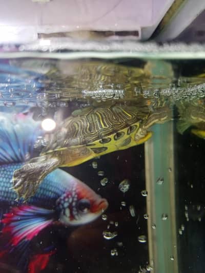 Turtle green red eared slider