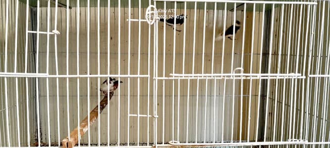 Australian parrots and sparrows with cage