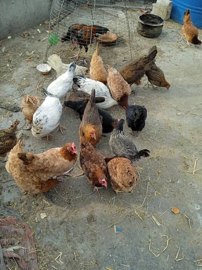 Ando wali murgia for sale