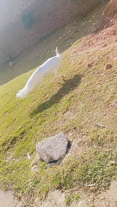 beautiful white breeder peacock