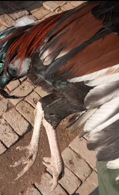 lakha Aseel 03132936445