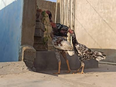 Aseel available for sale