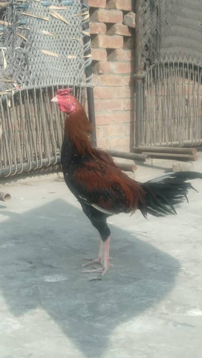 Top quality bird ready to breed totaly okay