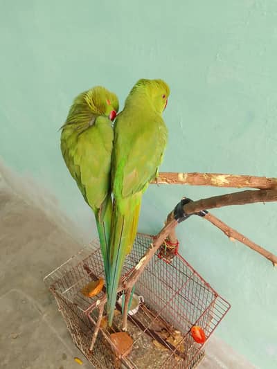 fully hand tmp ringneck 0 person bite  (0)3/1/4/1/0/6/0/5/5/3