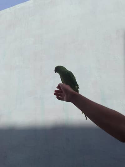 7 months fully hand tmp ringneck 0 person bite  0/3/1/4/1/0/6/0/5/5/3