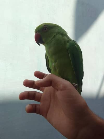 7 months fully hand tmp ringneck 0 person bite