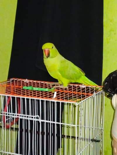 full hand tmp ringneck 0 person bite  03141060553