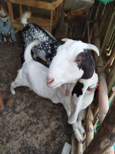 gulabi Vip  03152892593