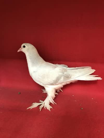 Danish  & Lahori sharazi