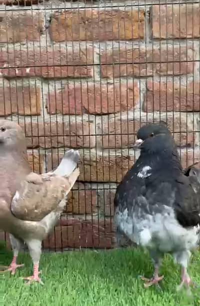 Us Modena breeder pair and chicks