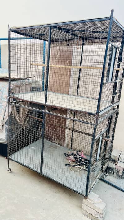 Prindo wala pinjra for sall