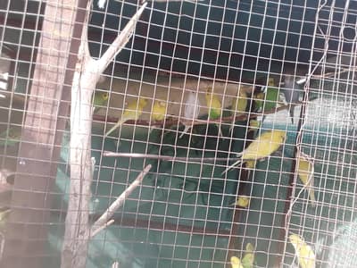 اسٹریلین طوطے