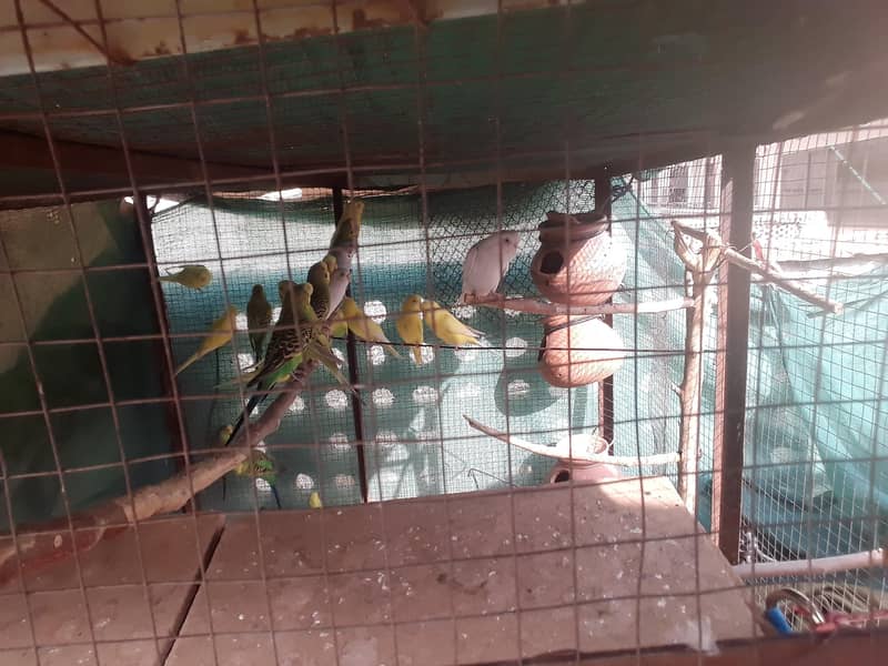 اسٹریلین طوطے 1