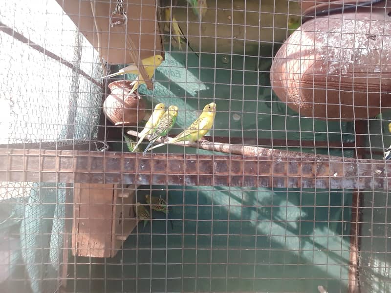 اسٹریلین طوطے 2