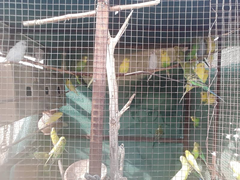 اسٹریلین طوطے 3