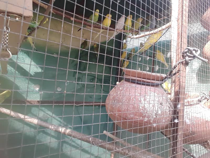 اسٹریلین طوطے 5