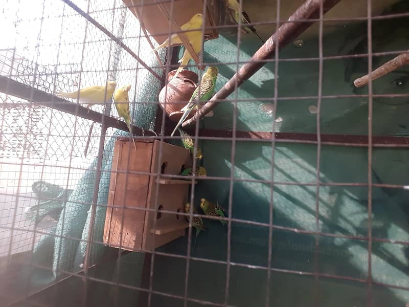 اسٹریلین طوطے 6