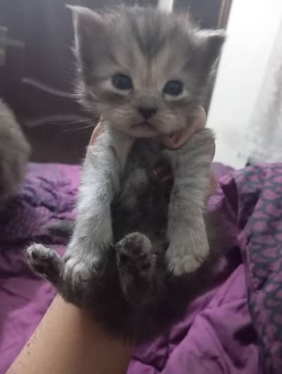 Persian  cat  kittens