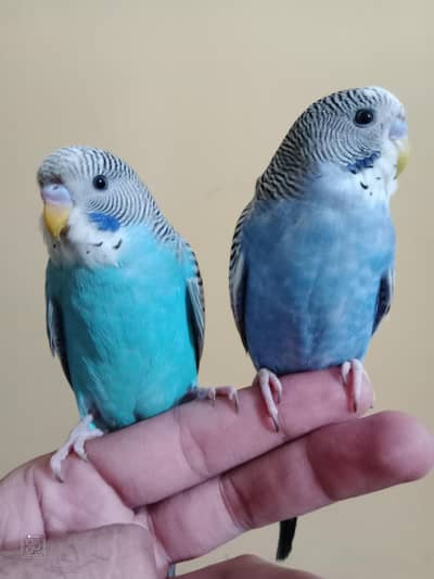 hand tame parrots