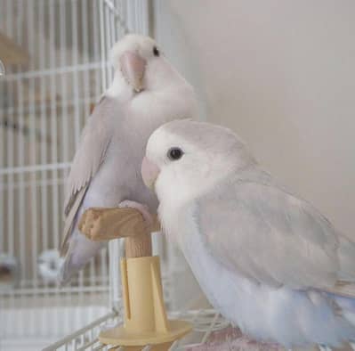 White love birds