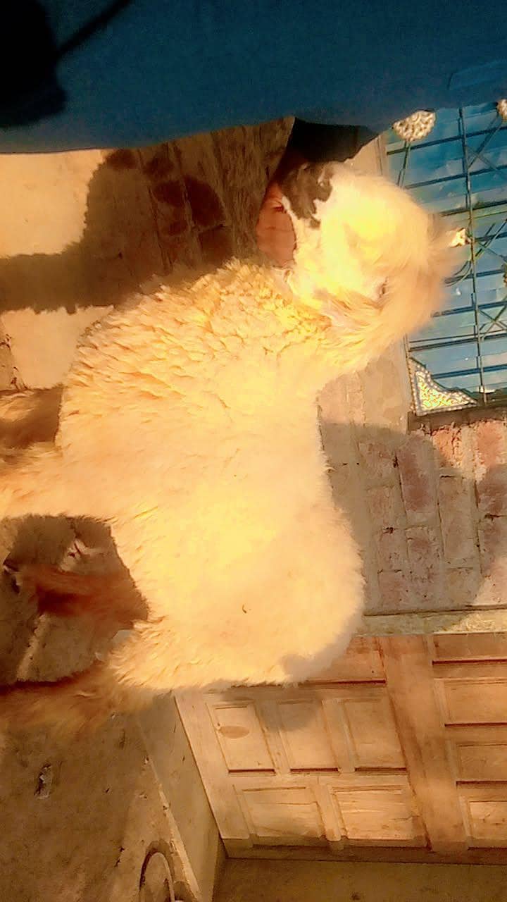 پیورمندری نسل کےجانوارخریدنے کے لیے ہمارے واٹس ایپ نمبر پر رابطہ کریں 0