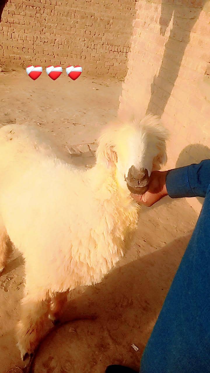 پیورمندری نسل کےجانوارخریدنے کے لیے ہمارے واٹس ایپ نمبر پر رابطہ کریں 1