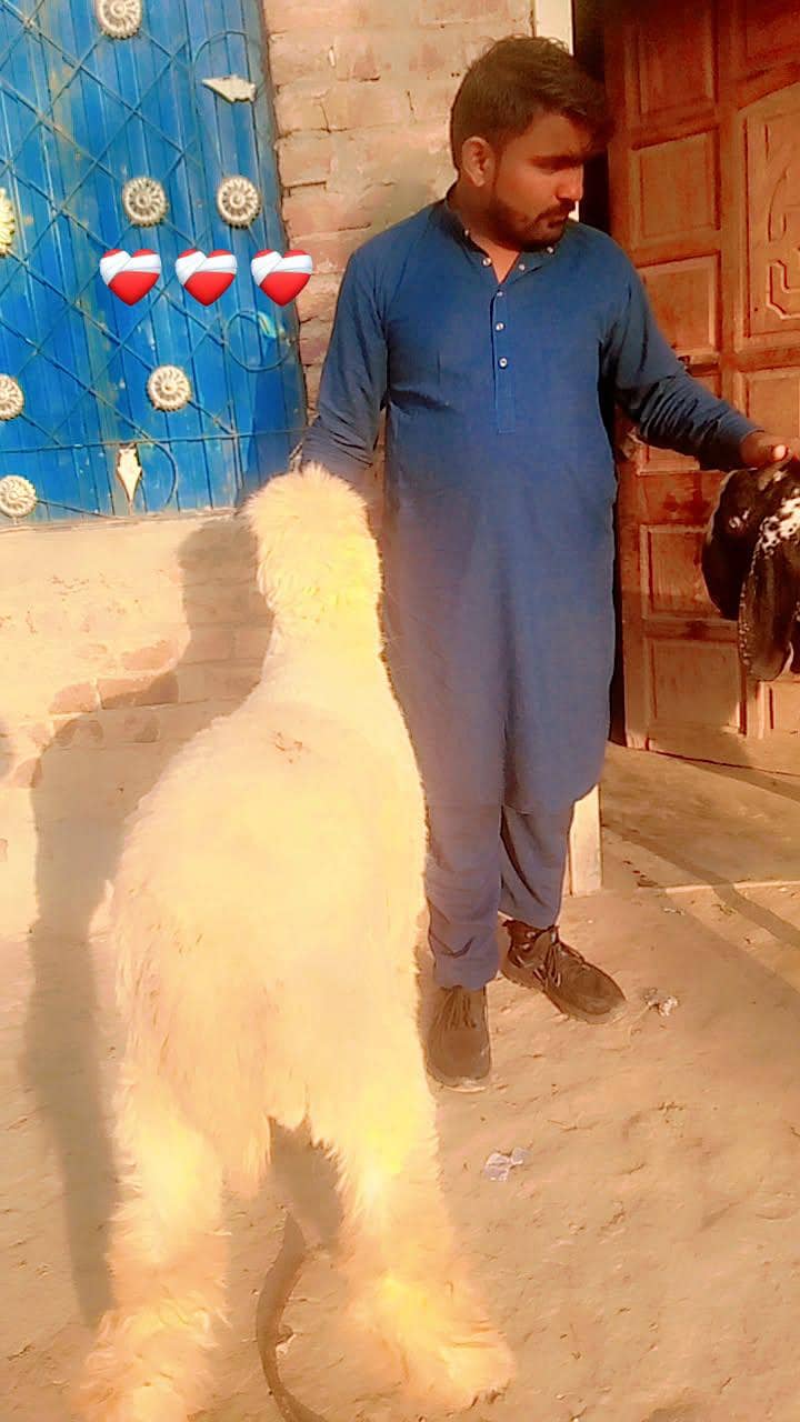 پیورمندری نسل کےجانوارخریدنے کے لیے ہمارے واٹس ایپ نمبر پر رابطہ کریں 2