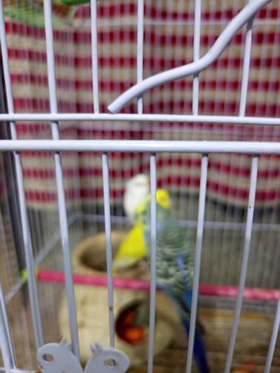 3 Australian parrots