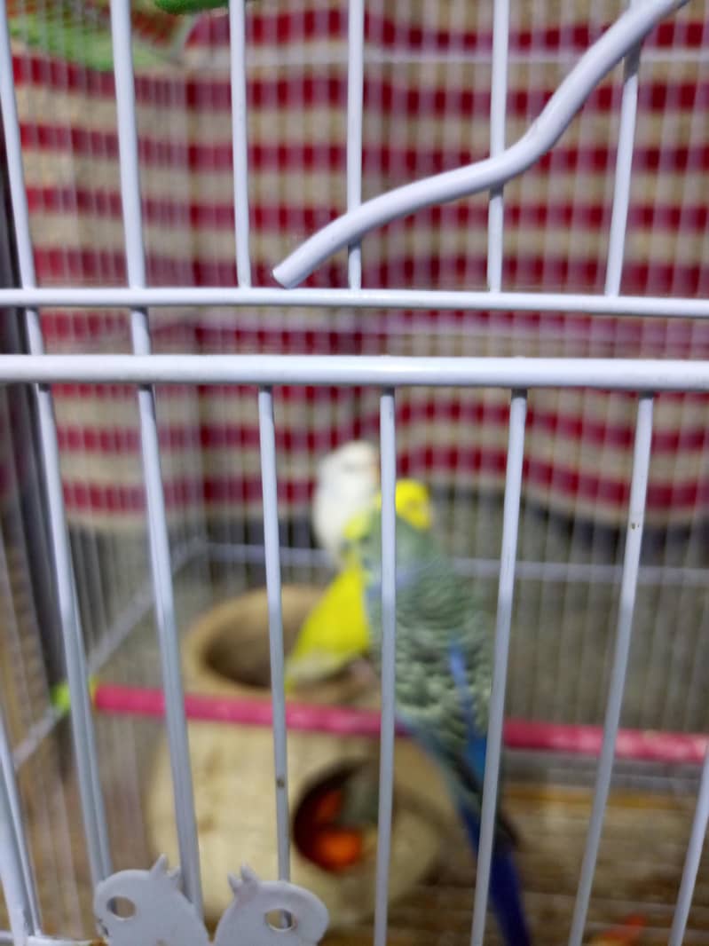 3 Australian parrots 0