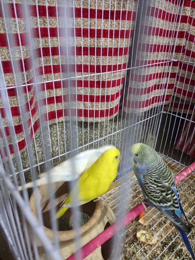 3 Australian parrots 1