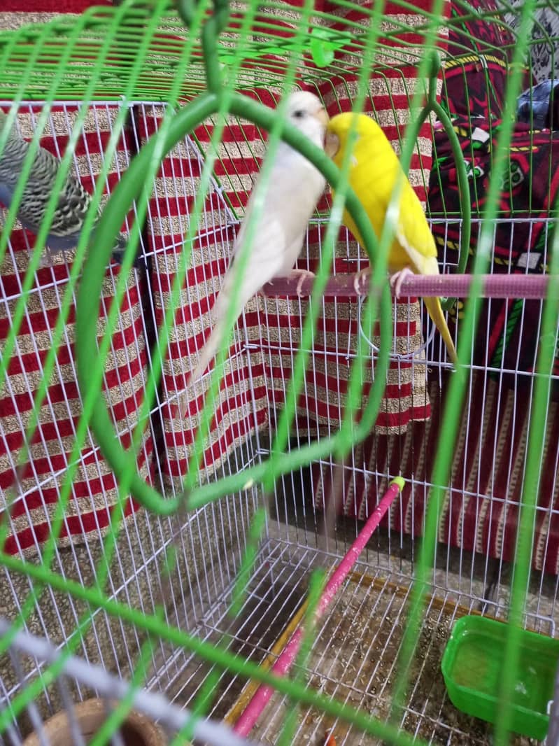 3 Australian parrots 2