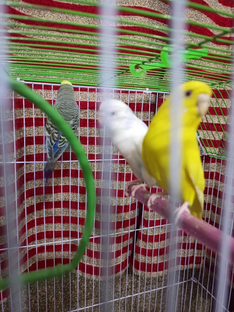 3 Australian parrots 3