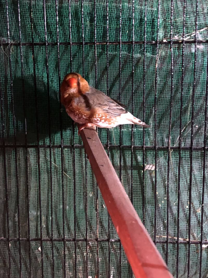 Half Orange Triple factor 0