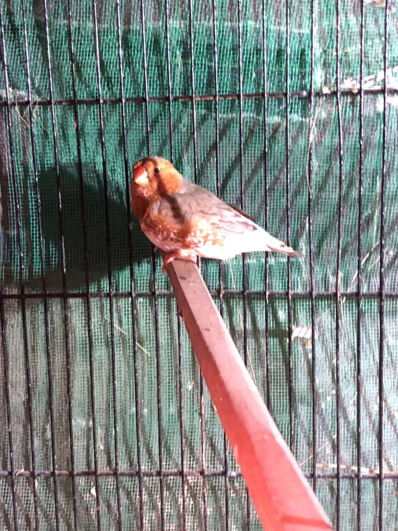 Half Orange Triple factor 1