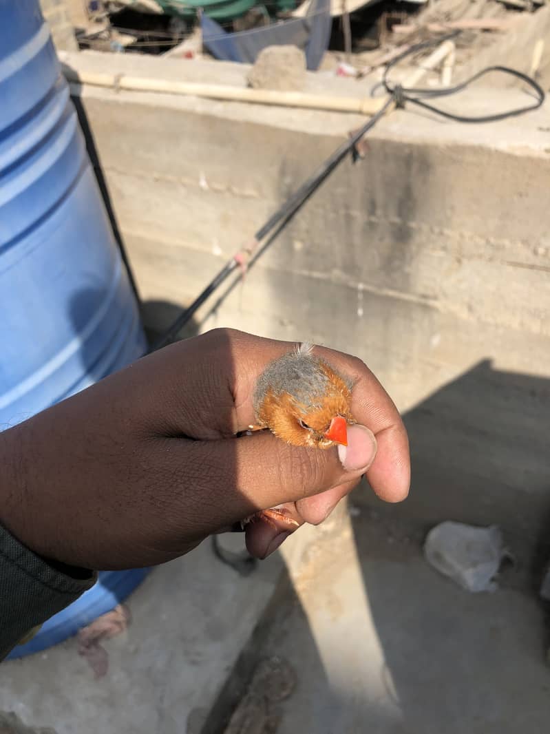 Half Orange Triple factor 2