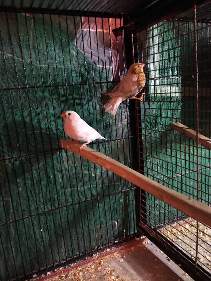 Half Orange Triple factor 3