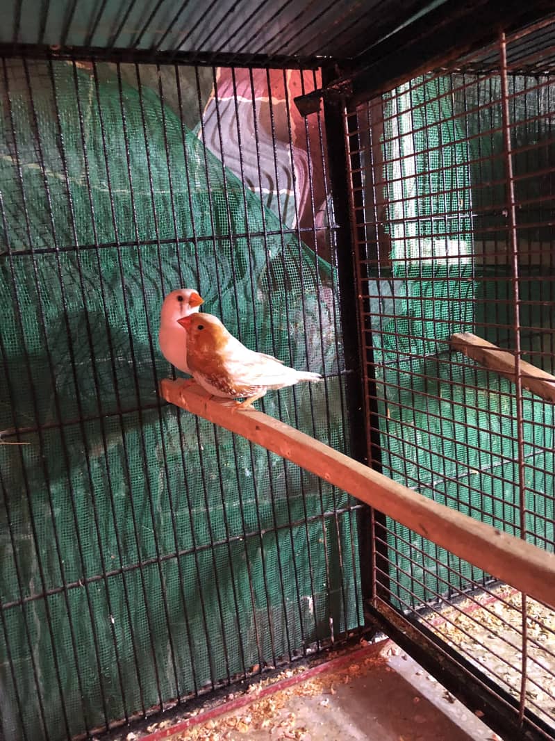 Half Orange Triple factor 4