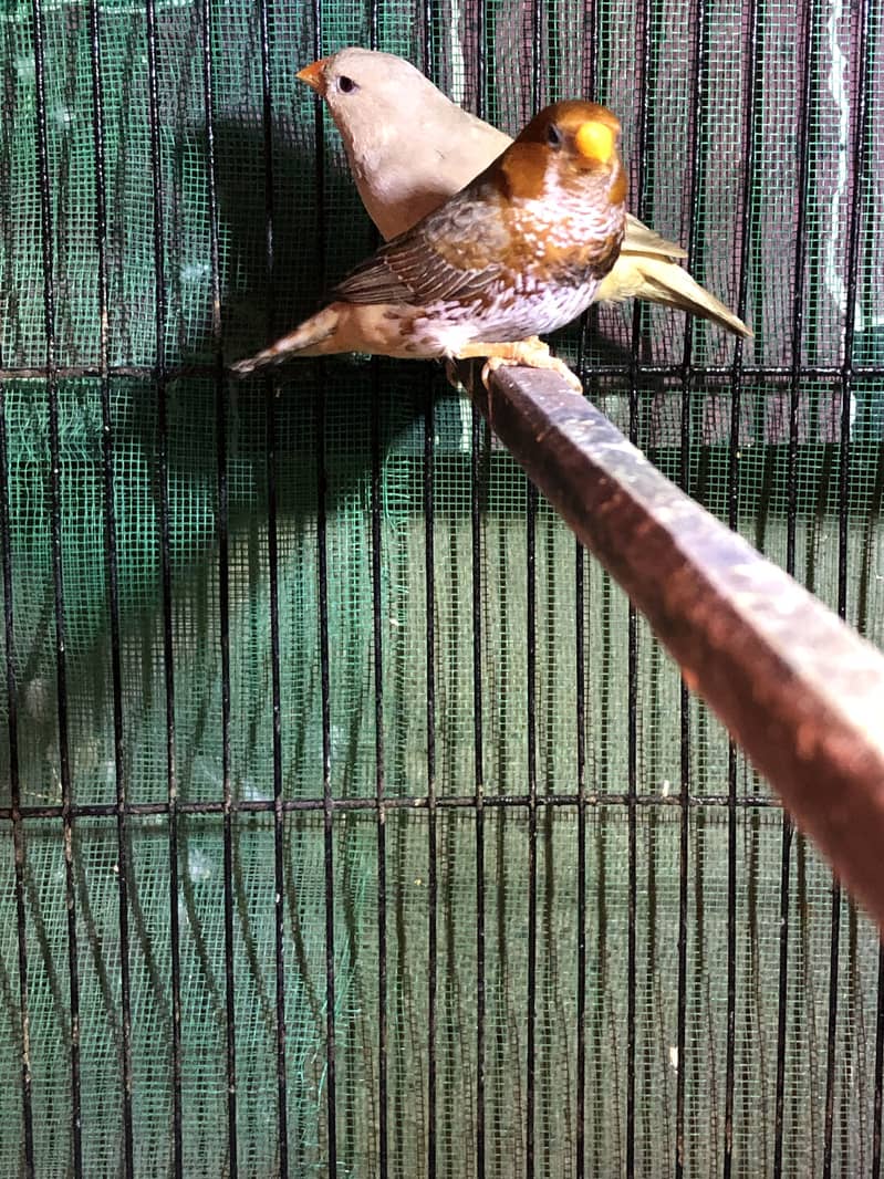 Half Orange Triple factor 5