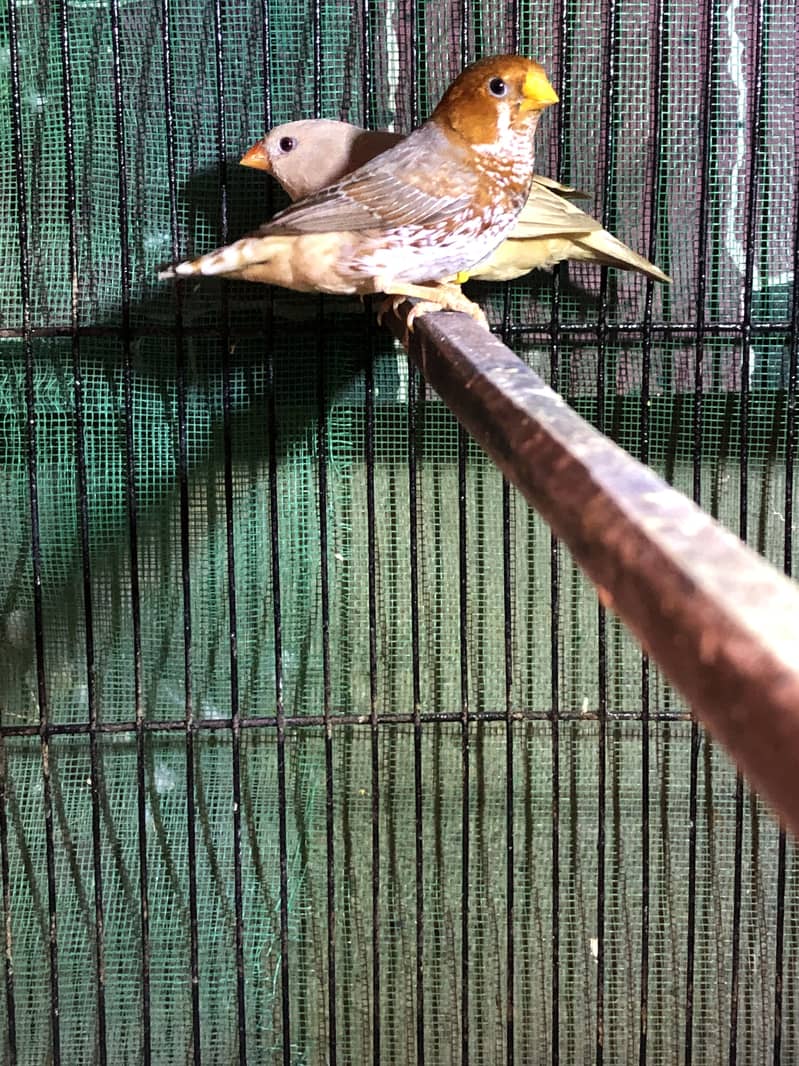 Half Orange Triple factor 6