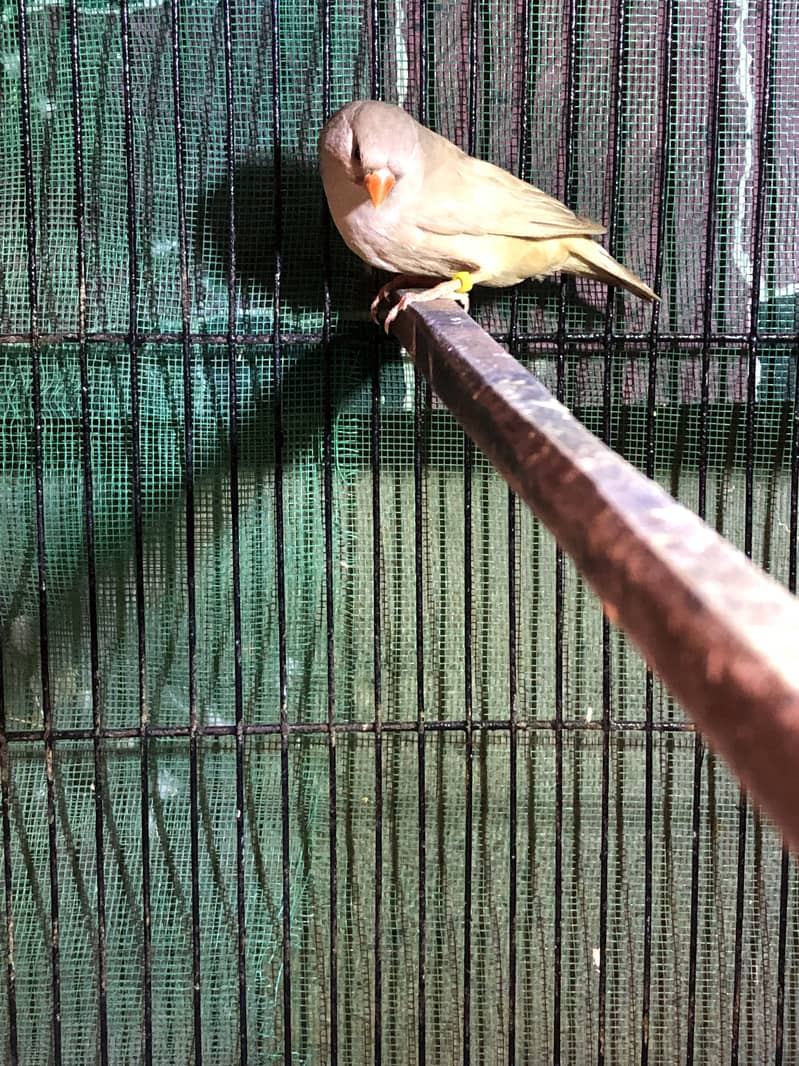 Half Orange Triple factor 7