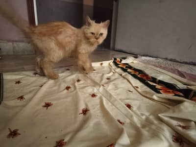 person Cat urgent Sale