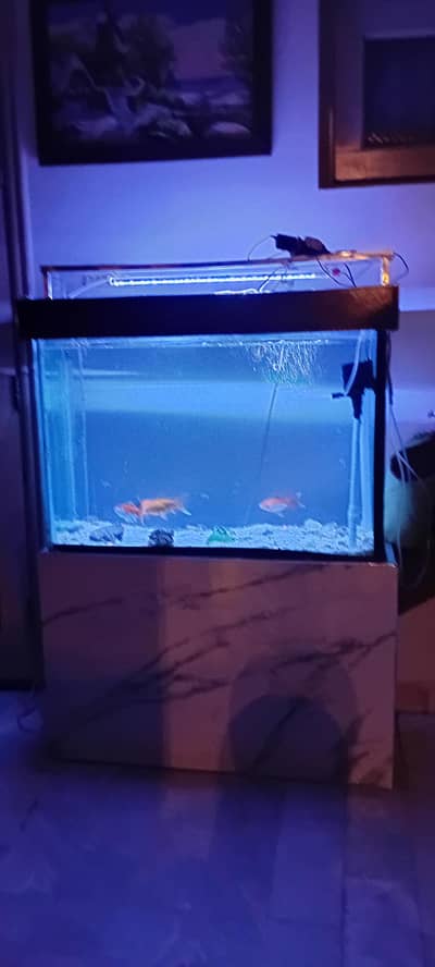 aqaurium for sale