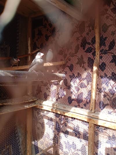 java finches pair Available 03346009080