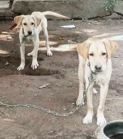 American Labrador for sale