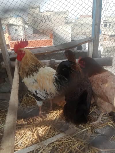 3 murgi ak ghr ka paly healthy and active murgi sb egg day Rahi han