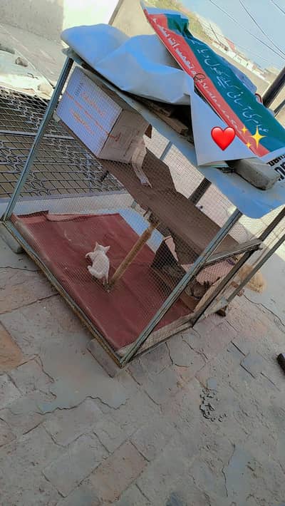 پنجرا برائے فروخت